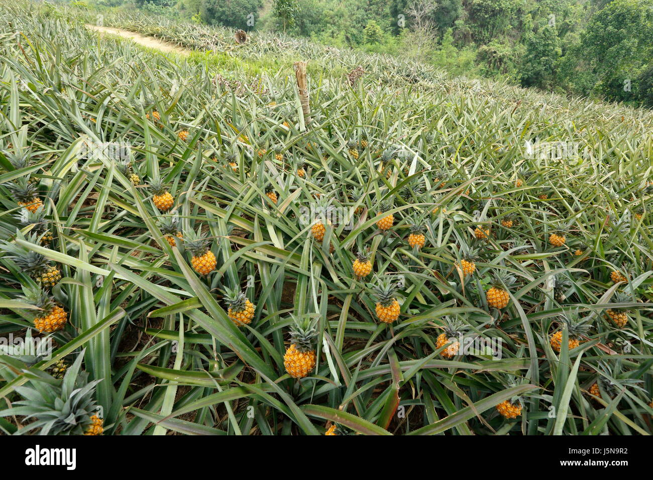 Pineapple plantation on the hill at Rangamati,Chittagang, Bangladesh