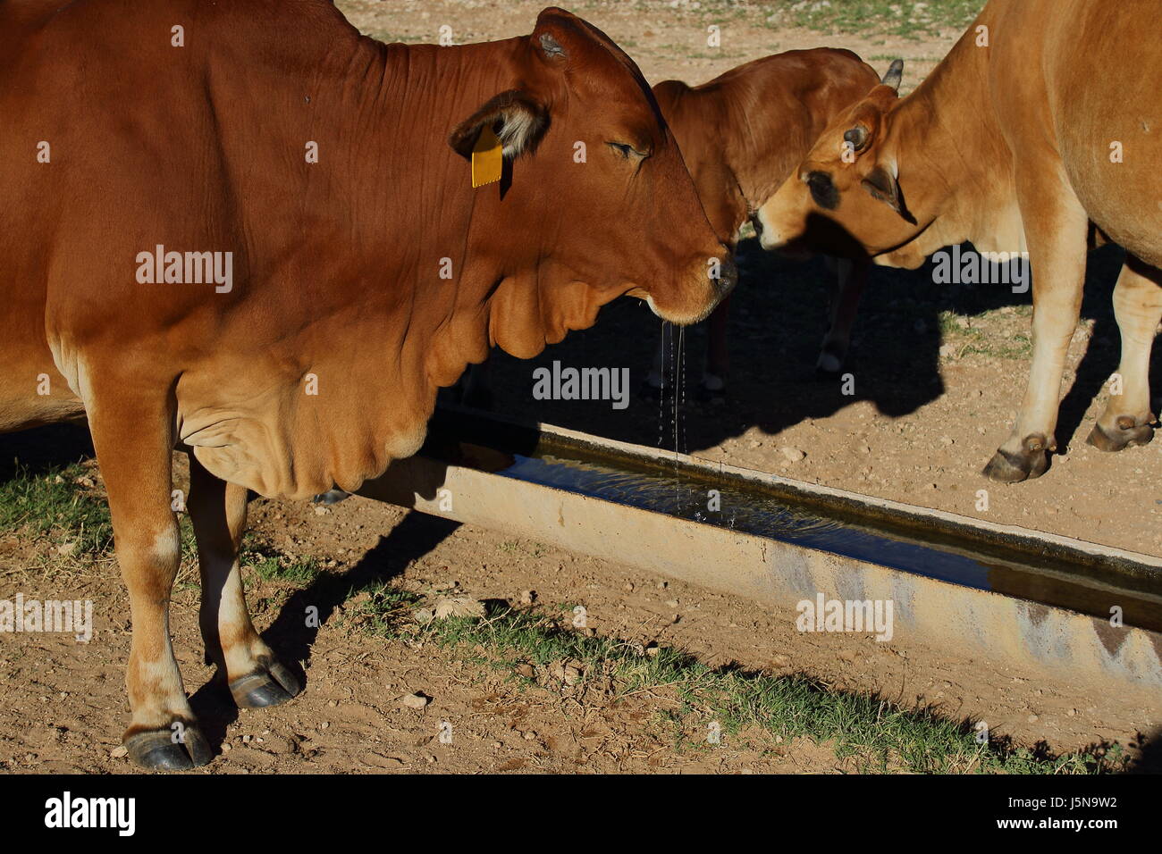 Animals drink from a water trough on a farm Stock Photo Alamy