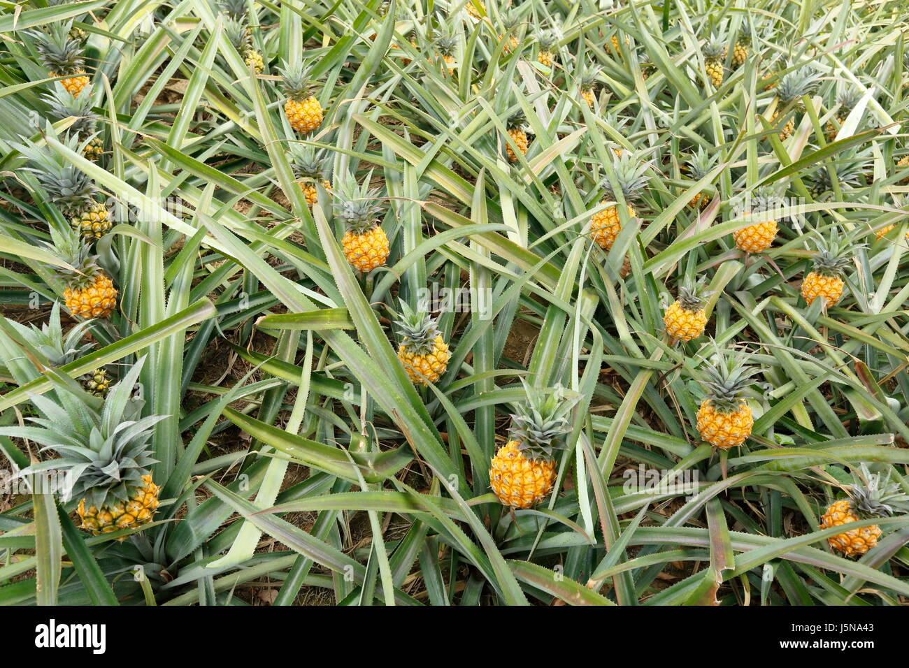 Pineapple plantation on the hill at Rangamati,Chittagang, Bangladesh
