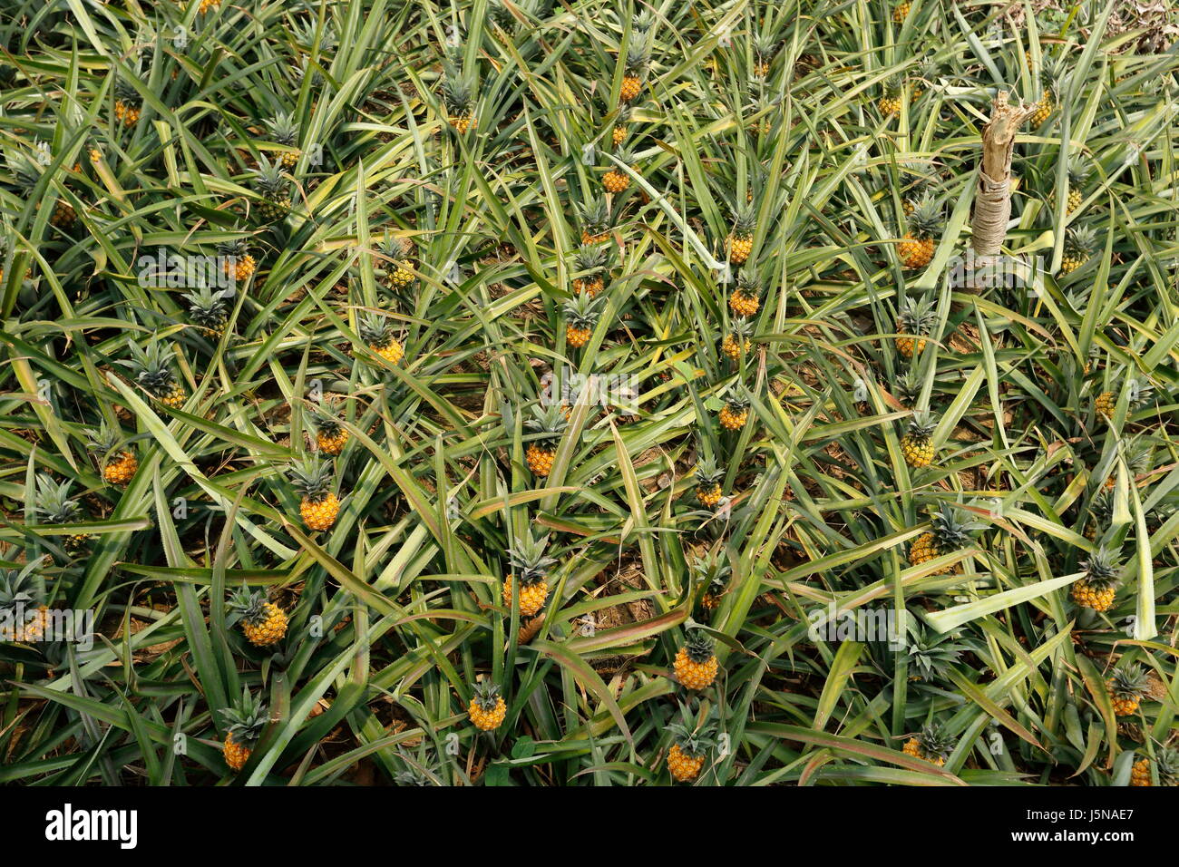 Pineapple plantation on the hill at Rangamati,Chittagang, Bangladesh