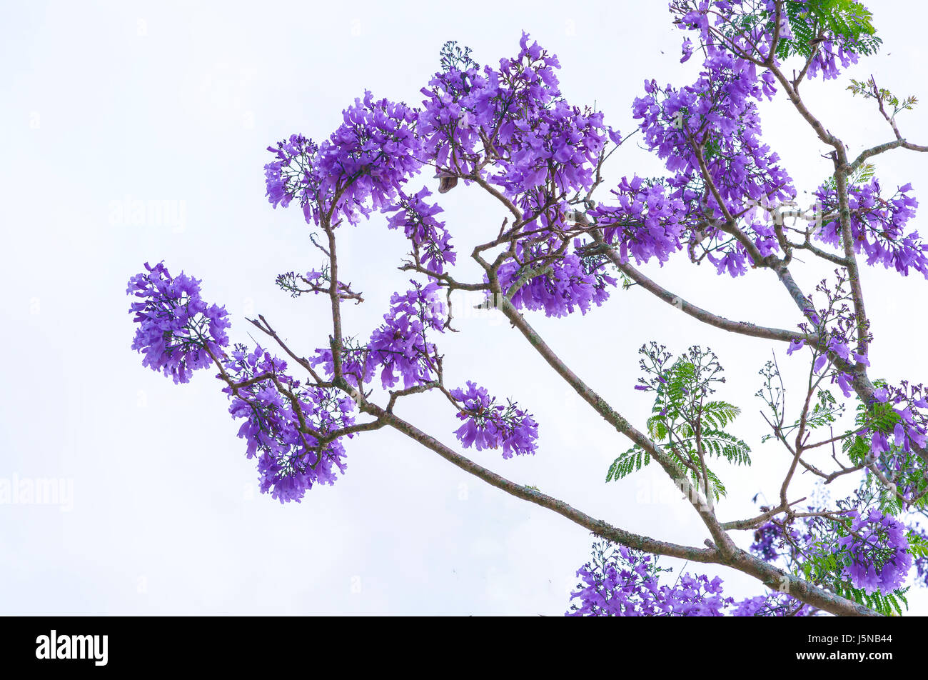 Jacaranda flowers bloom in the sunny sky when spring comes Jacaranda flowers bloom in the sunny