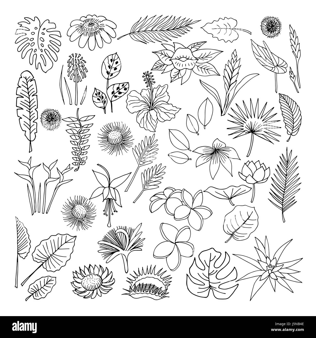 Flowers and leaves of tropical plants, vector, doodle set Stock Vector