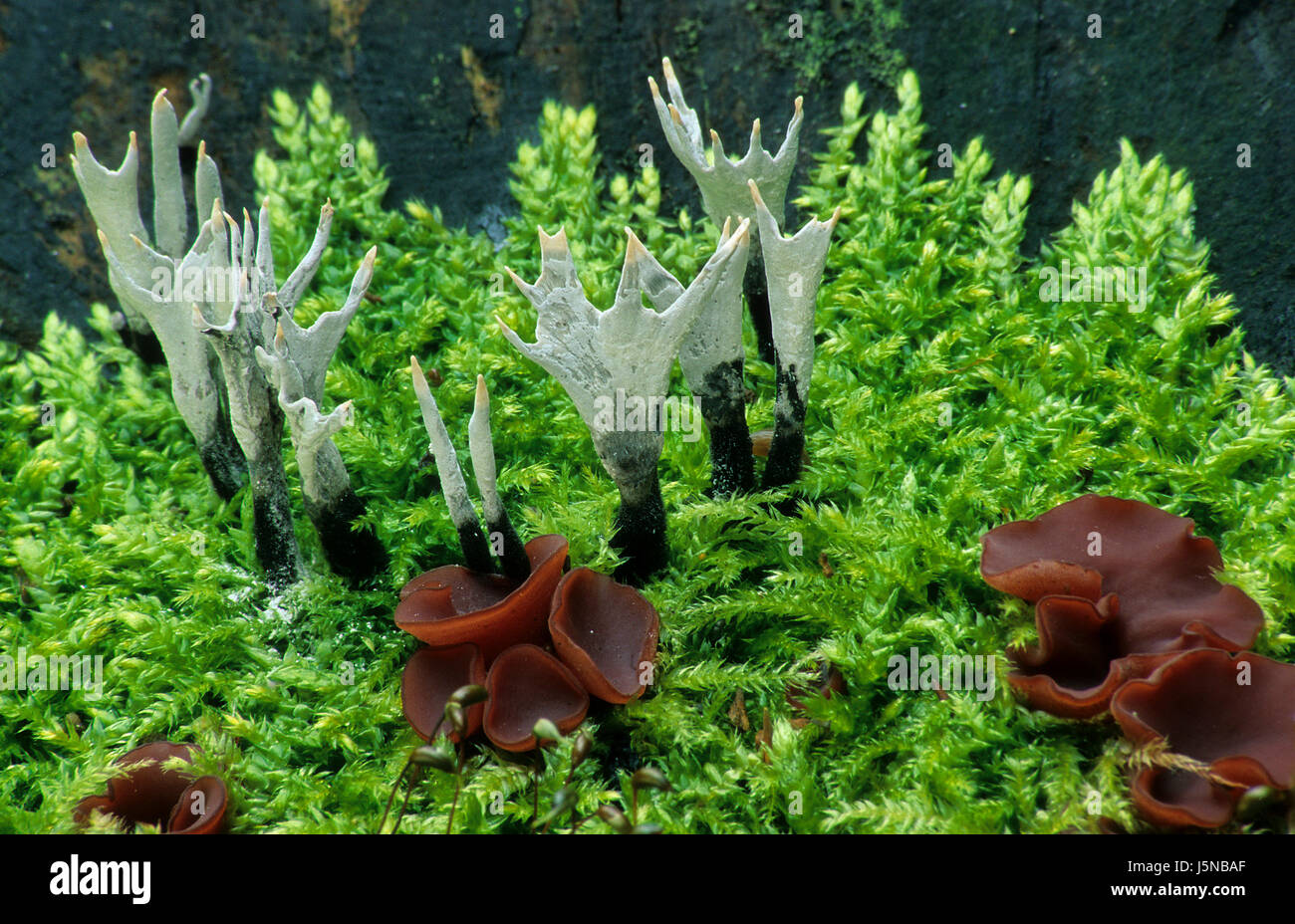 moss mushroom fungus inedible forest geweihfrmige holzkeule xylaria hypoxylon Stock Photo