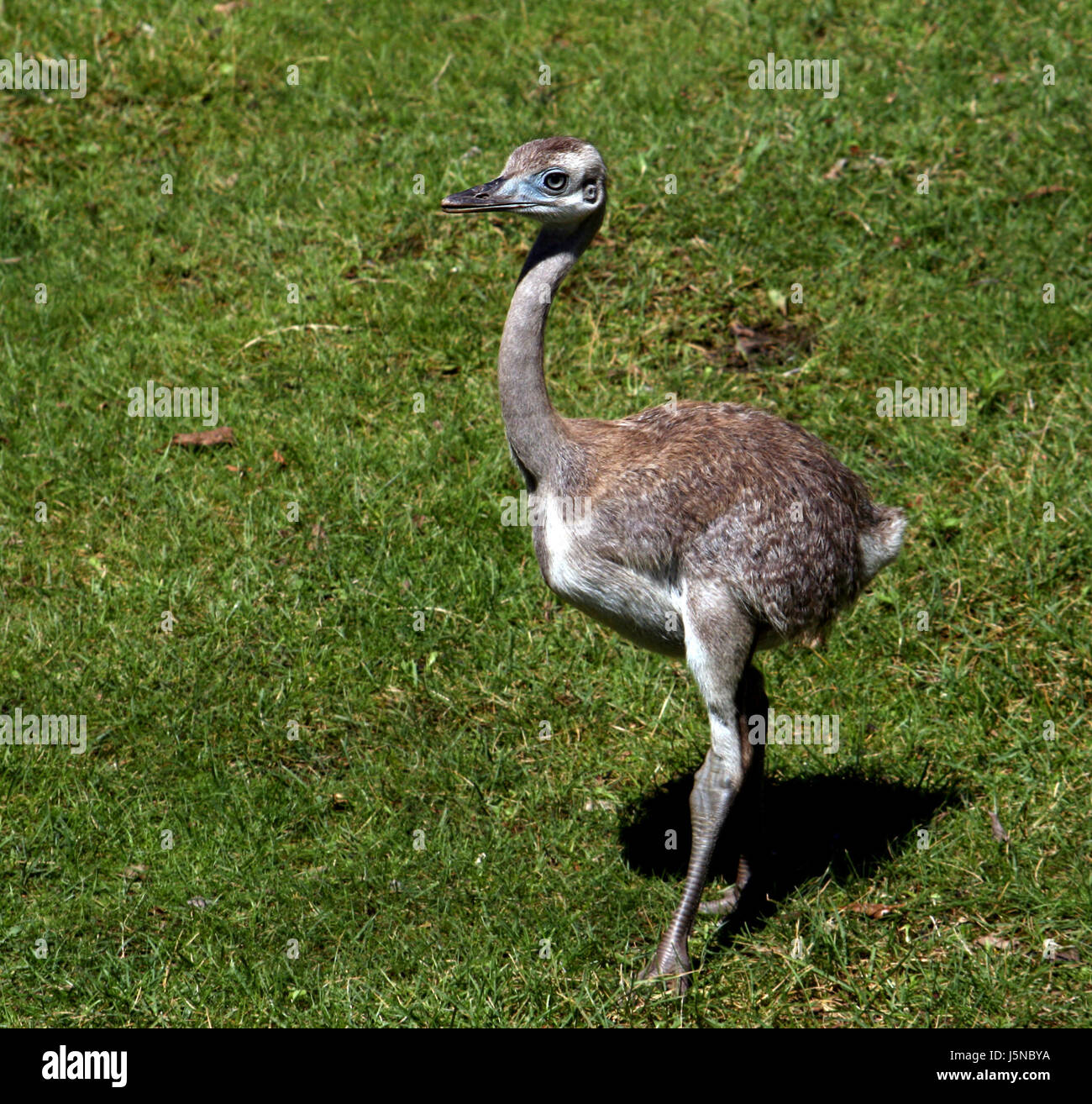 young animal flightless cursorial birds nandu laufvogel rhea ...
