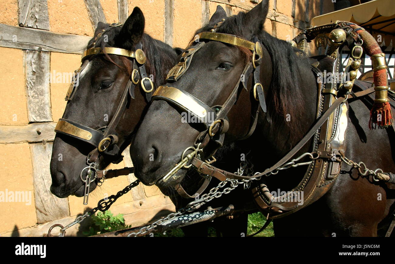 horse eyes horses framework halter coach harness decorated mane horse