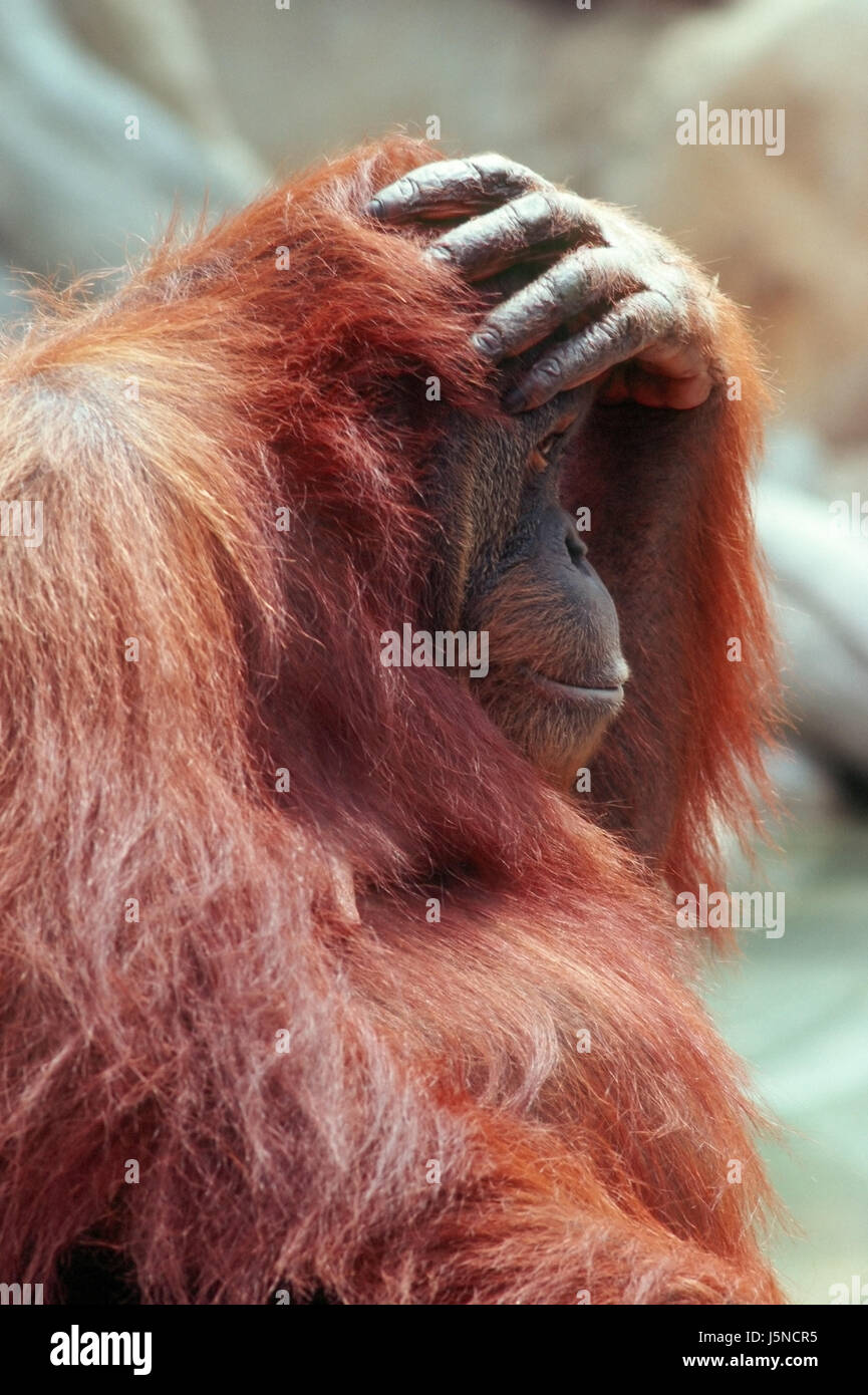 detail,rot,rangutan,affe,gesicht,pongo pygmaeus,orang utan,close up Stock Photo
