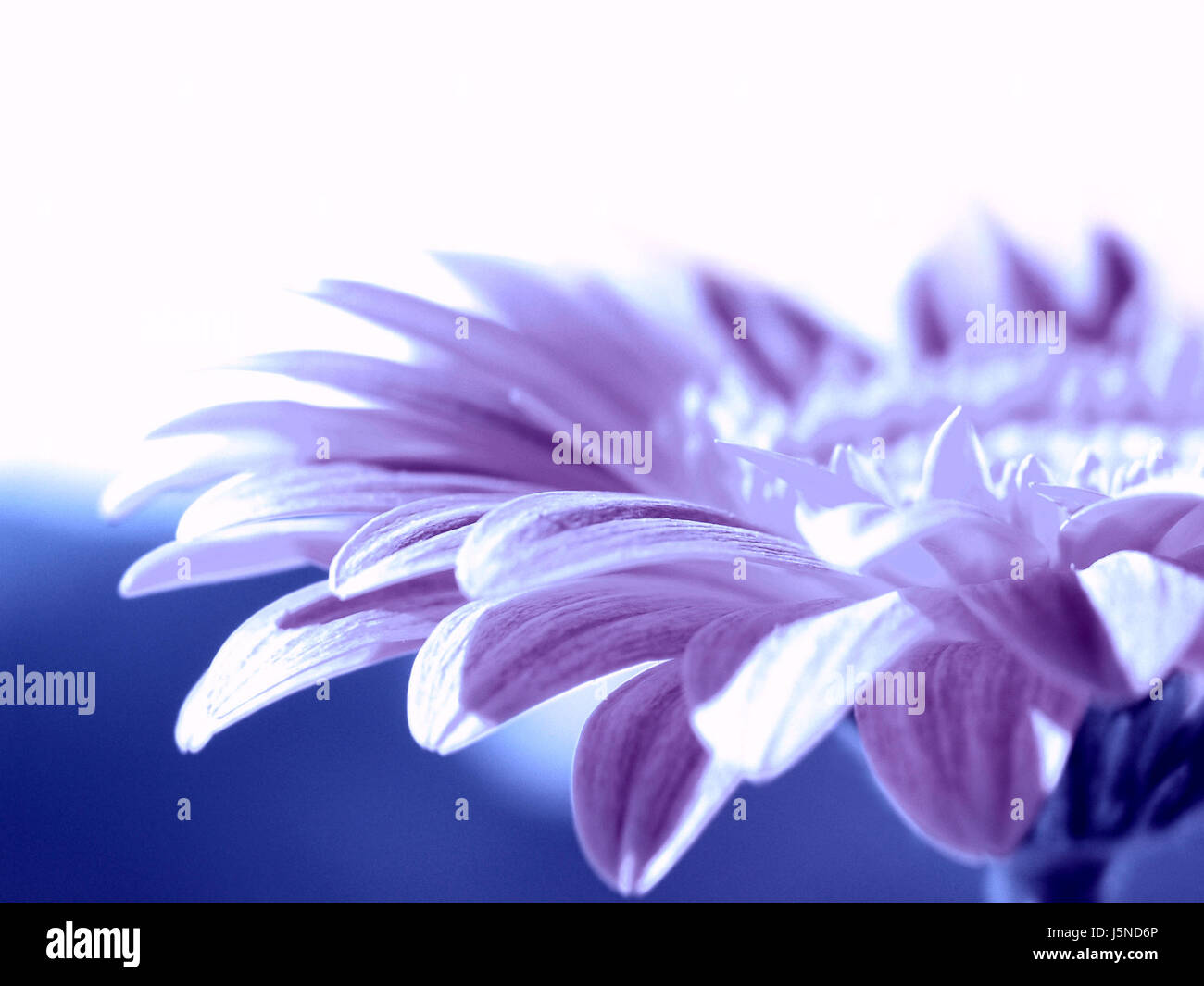 the colour purple Stock Photo - Alamy