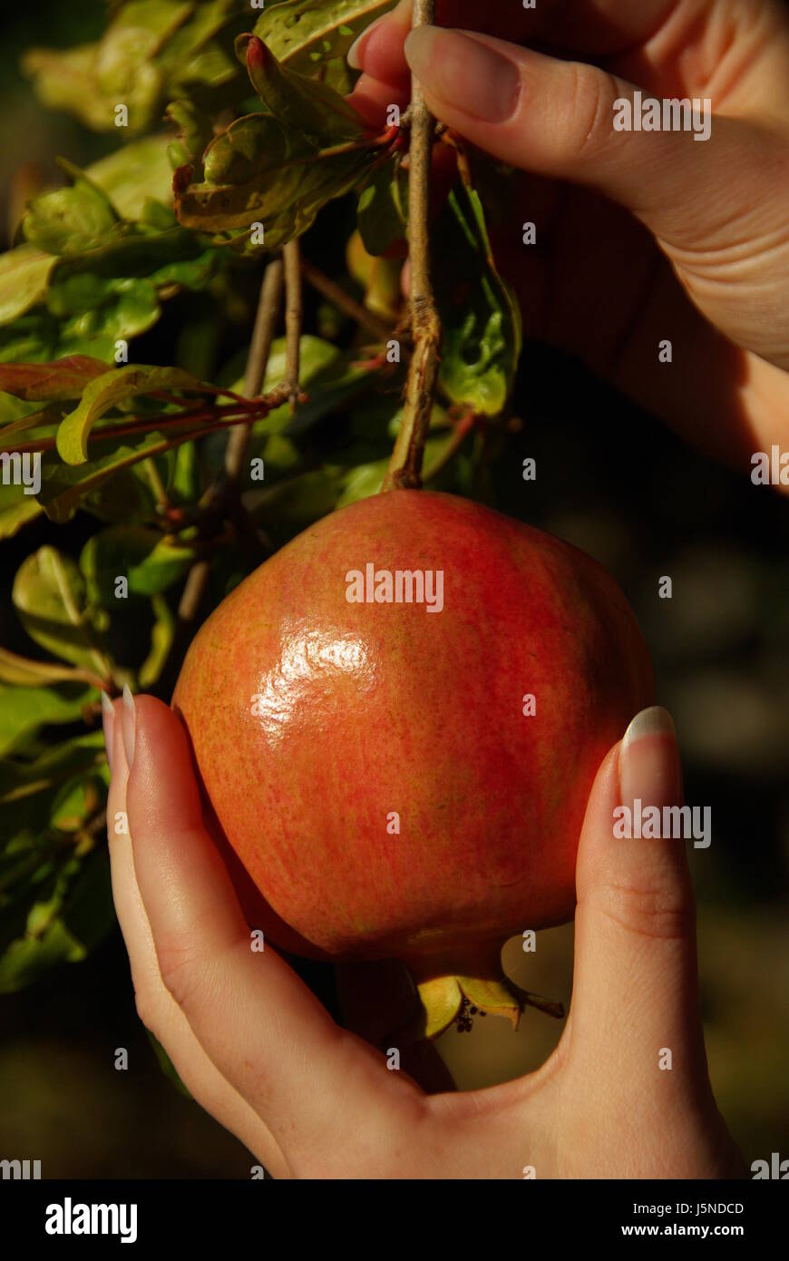 vitamine garden ripe branch fruit cultivation ripeness fruittree