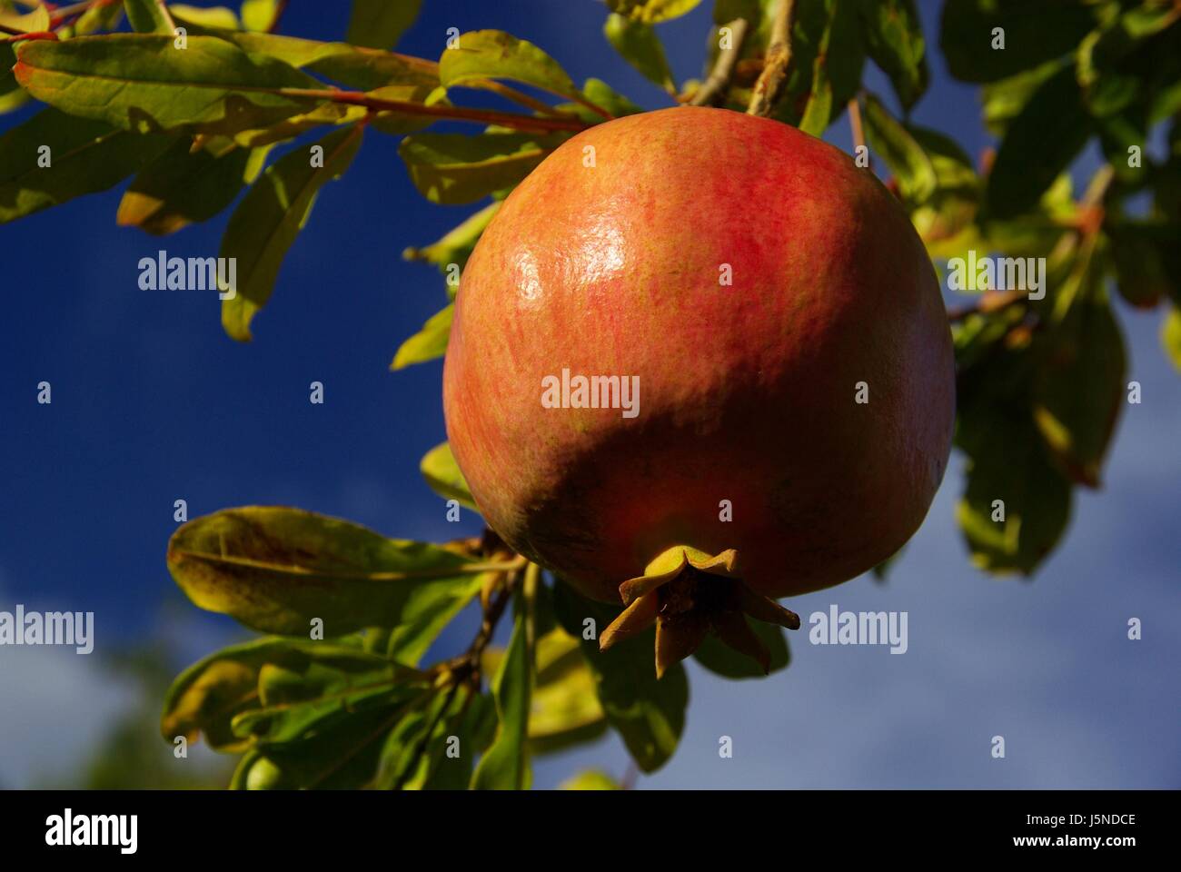 vitamine garden ripe branch fruit cultivation ripeness fruittree