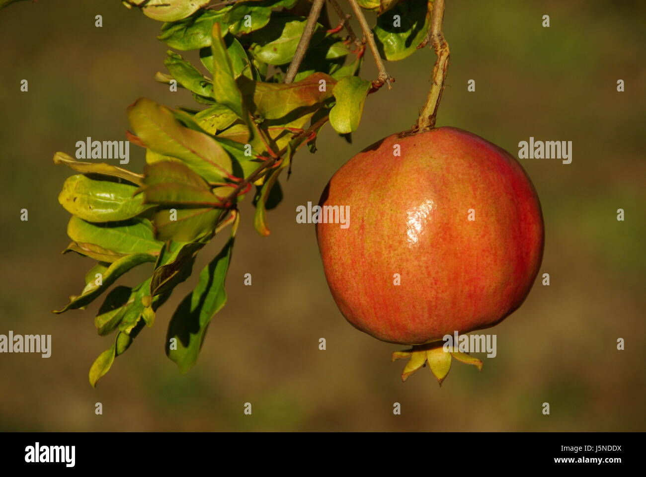 vitamine garden ripe branch fruit cultivation ripeness fruittree