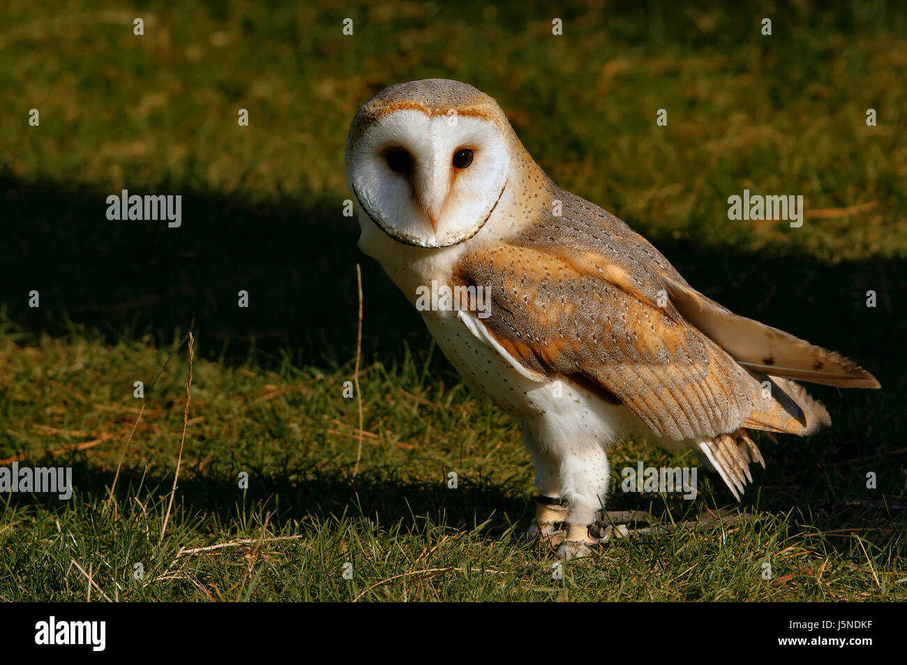 animal bird birds raptor falconer falconry owl shrews barn owl barn owls Stock Photo