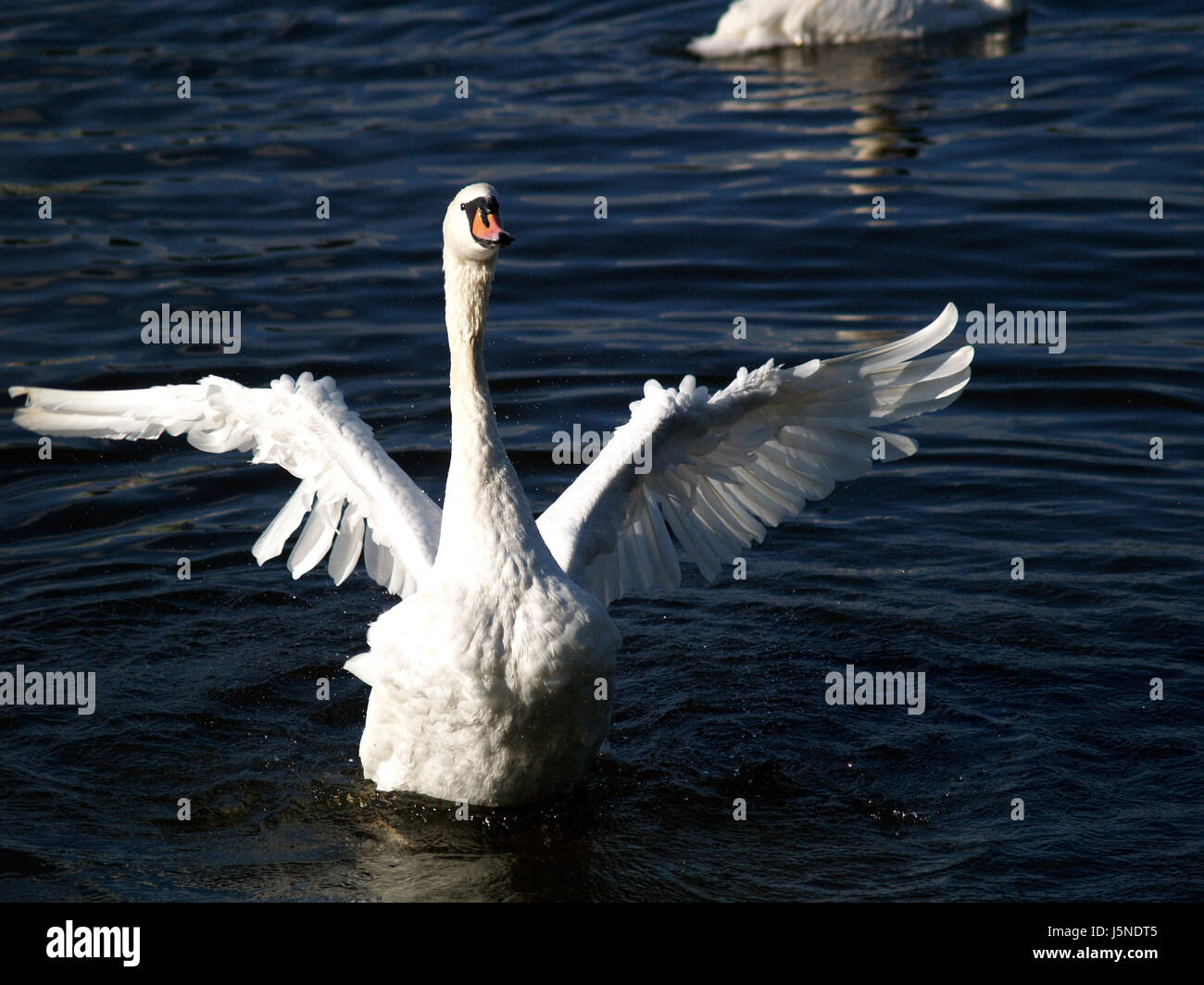 bird swan birds waves wing feathers feathering waterfowls waterfowl fresh water Stock Photo
