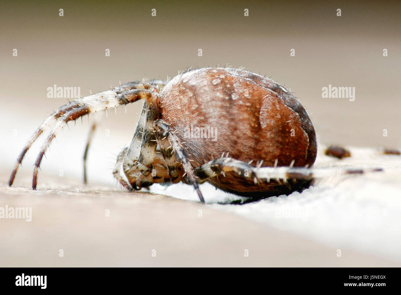 macro close-up macro admission close up view animal spider fear ...
