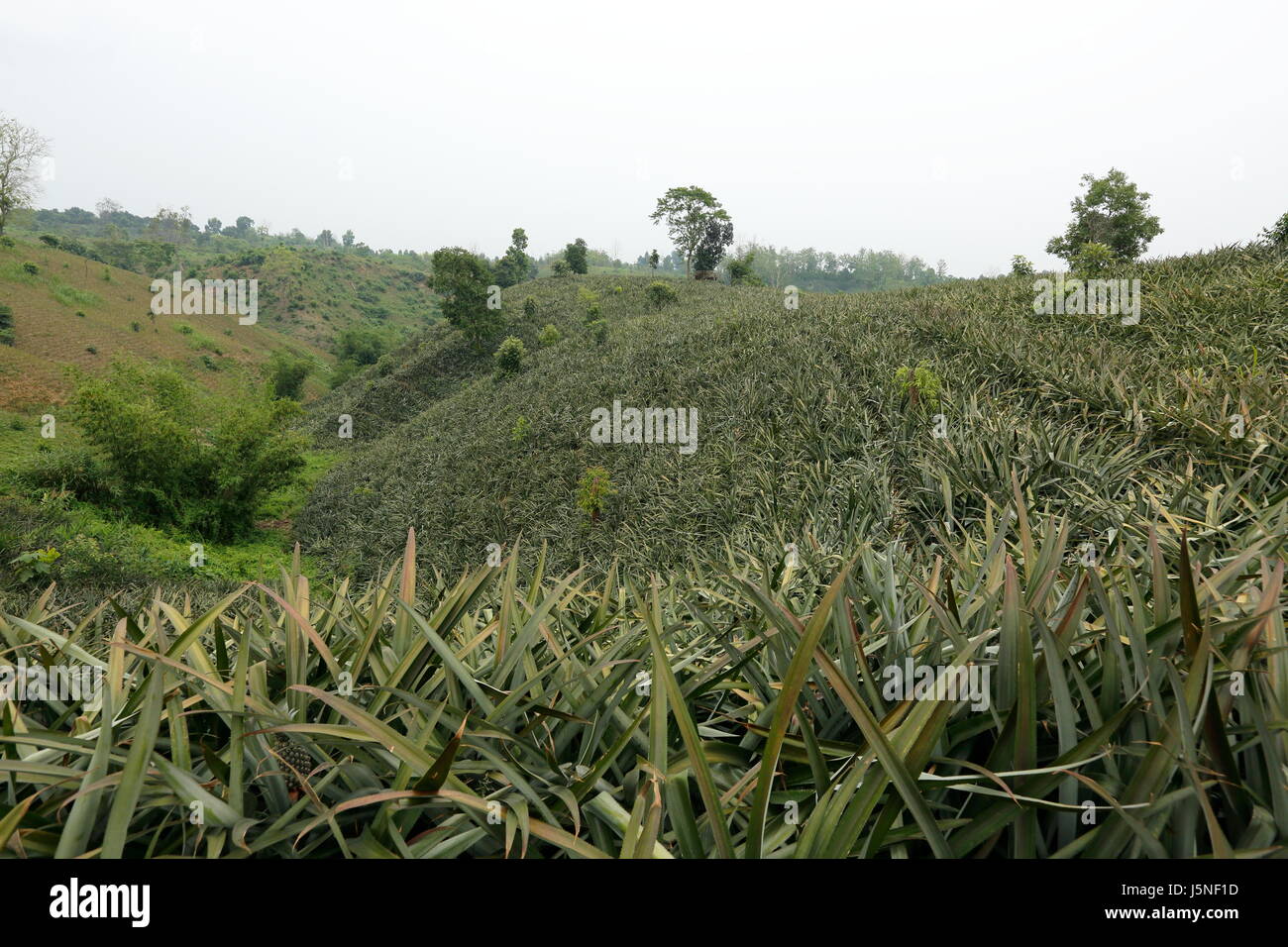 Pineapple plantation on the hill at Rangamati,Chittagang, Bangladesh