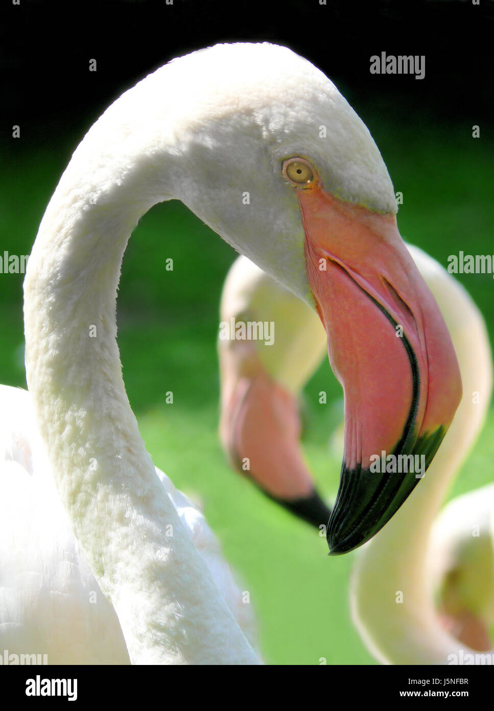 two flamingos close Stock Photo