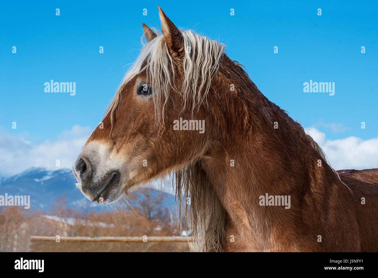 Portrait of a beautiful horse with a snowy mountain in the background ...