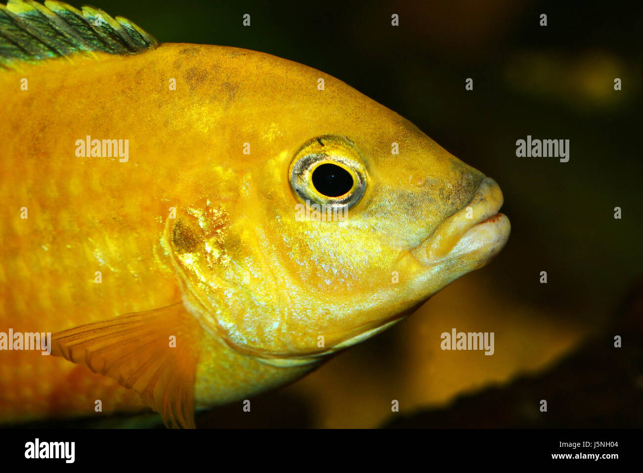 yellow malawi cichlid - labidochromis Stock Photo