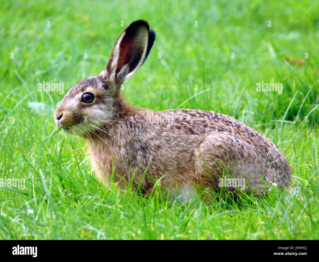 young hare 3 Stock Photo Alamy