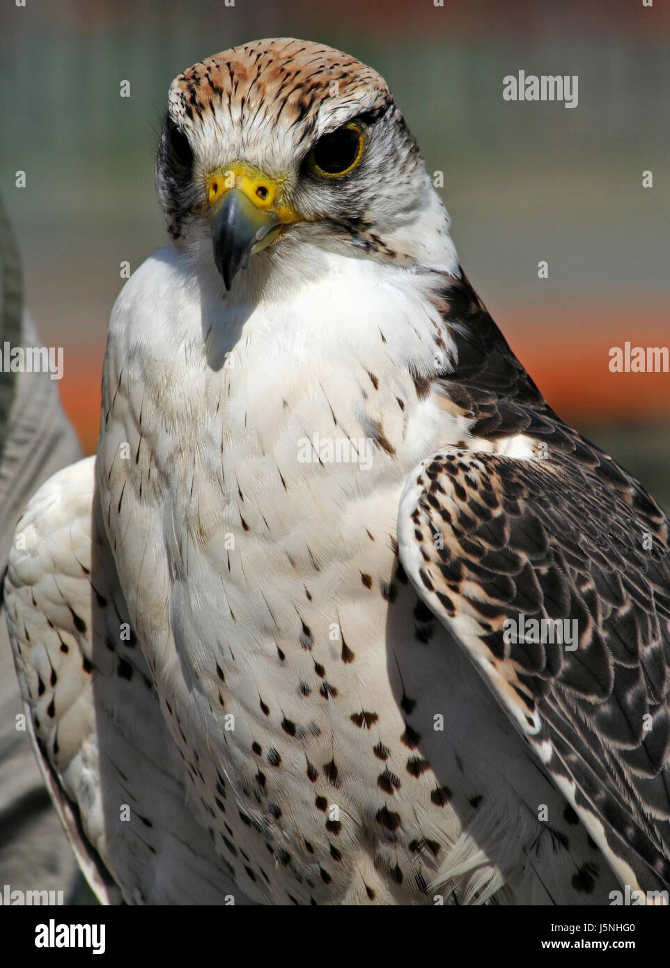 ready to fly Stock Photo Alamy
