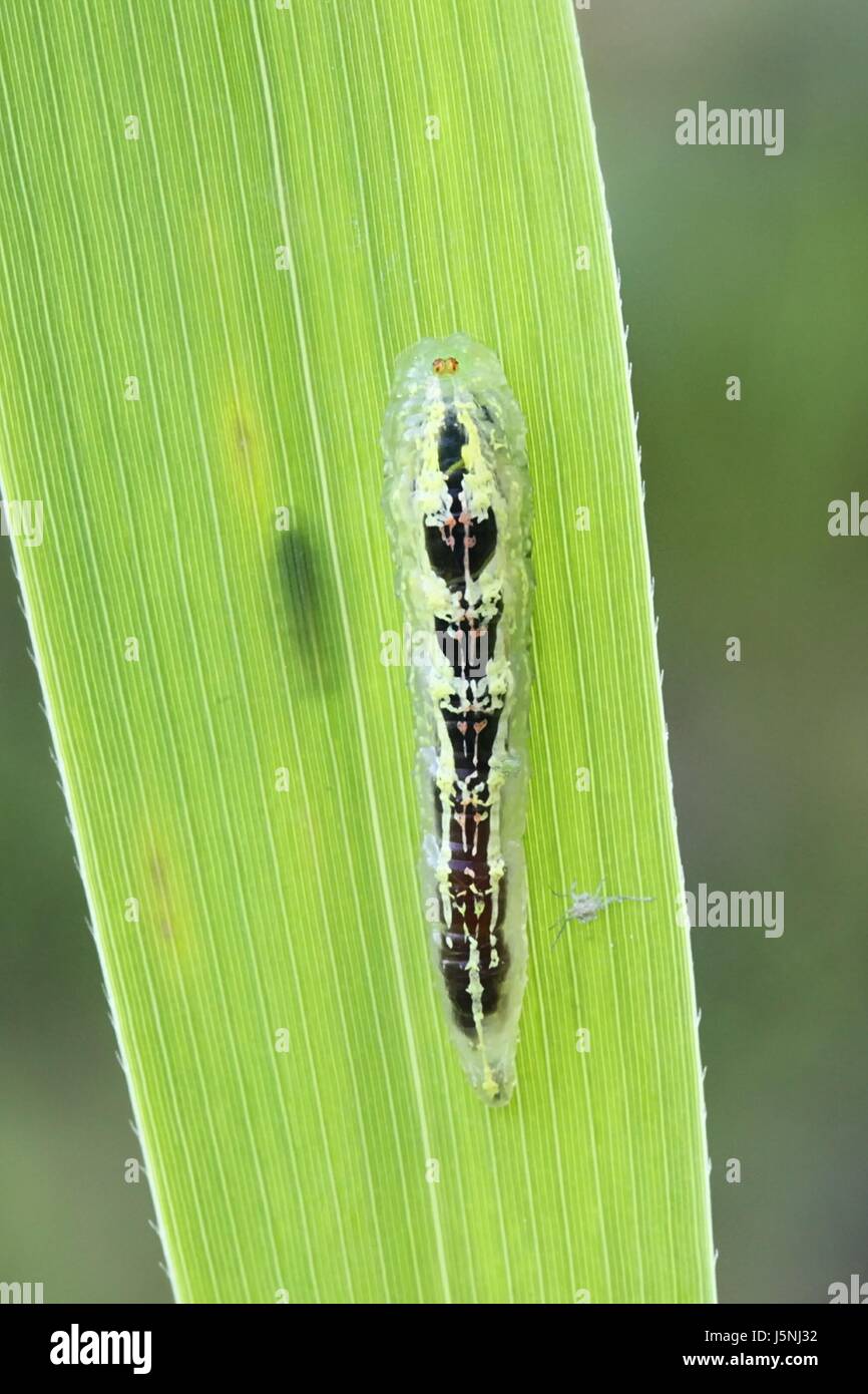 Howerfly larva Stock Photo