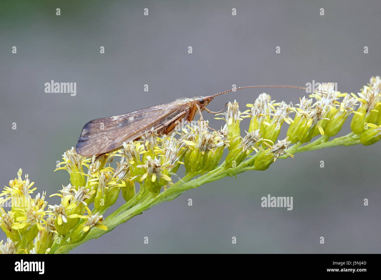 Caddisfly (Trichoptera sp) resting on flowers of Goldenrod Stock Photo