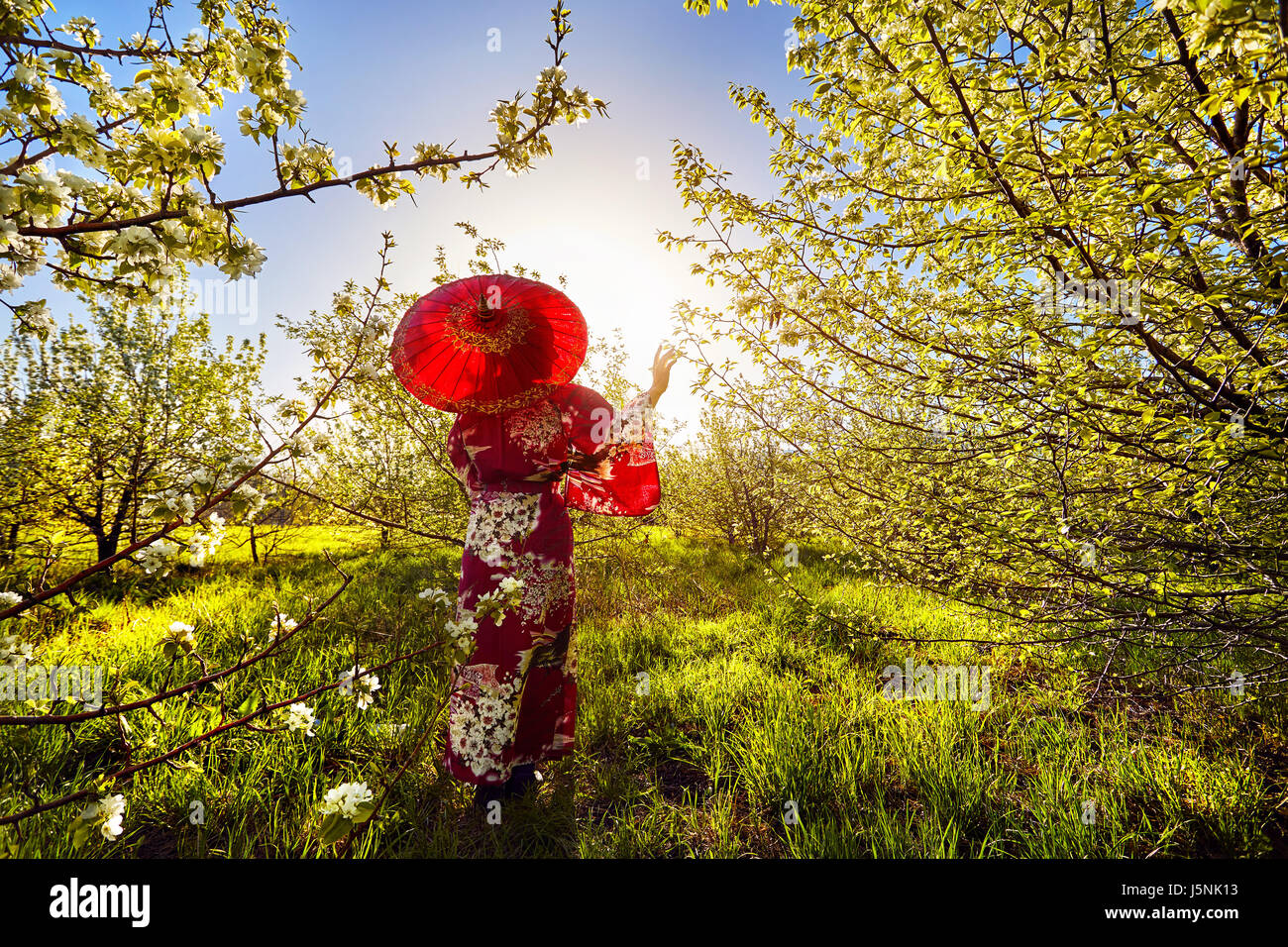 Woman in kimono with red umbrella in the garden with cherry blossom at sunrise Stock Photo