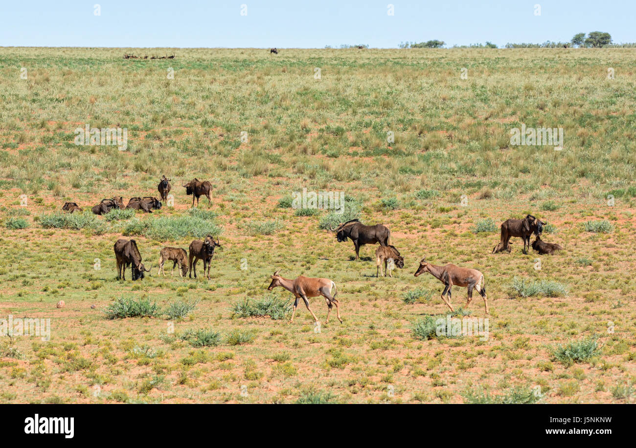 Wildebe Black Wildebeest and Tsessebe antelope in Southern African savanna ...