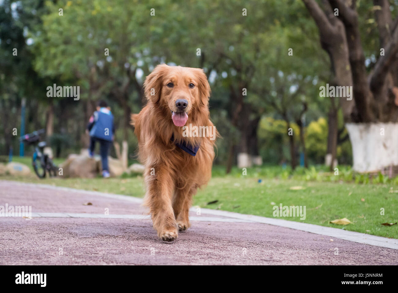 The Golden Retriever in the outdoor on the grass Stock Photo - Alamy