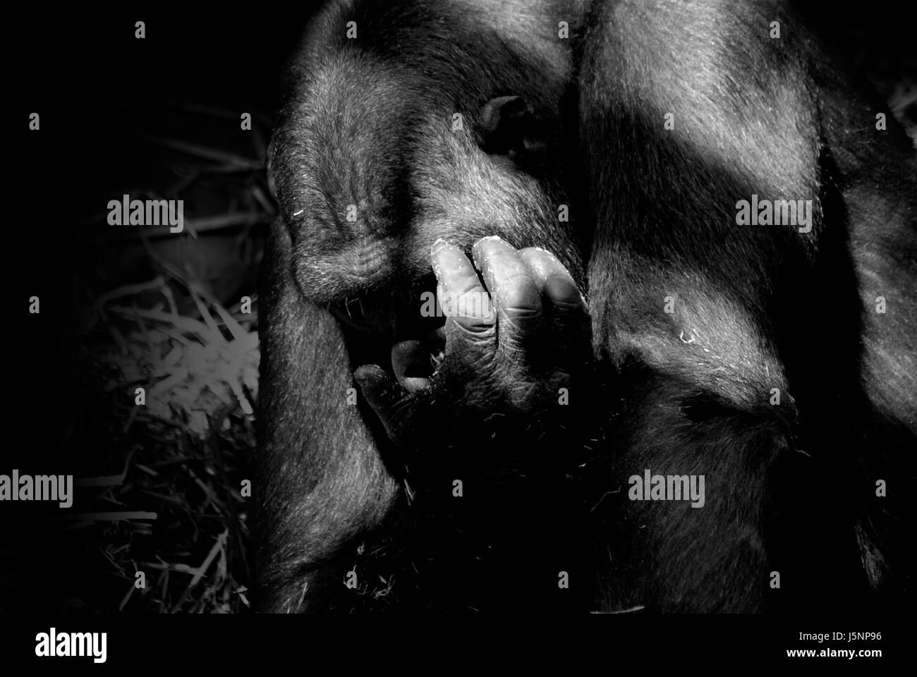 hand finger feeling animal mammal sad monkey hairs skin fear mourning sorrow Stock Photo
