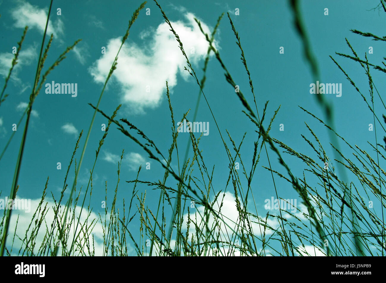 blue green grasses cloudy azure blades blades of grass blade of grass grass hay Stock Photo Alamy