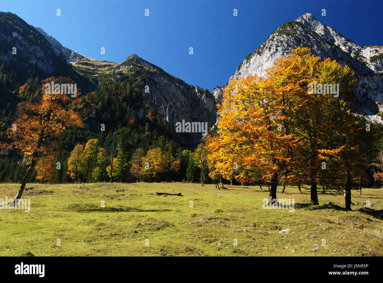 tree beech mountain meadow ecru nature tightly fall autumn laubfrbung karwendel Stock Photo