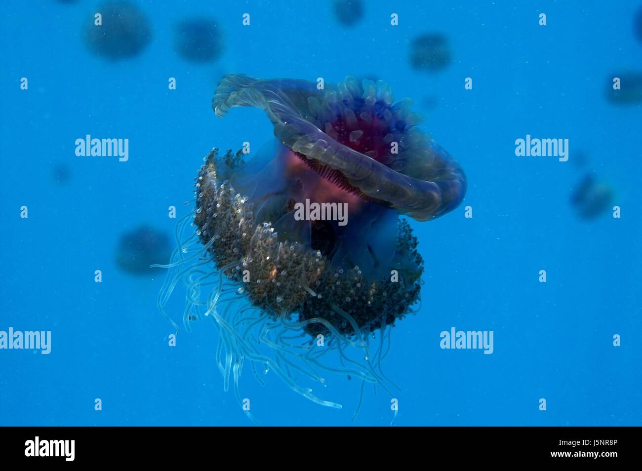 africa egypt under dive snorkel salt water sea ocean water red jellyfish Stock Photo