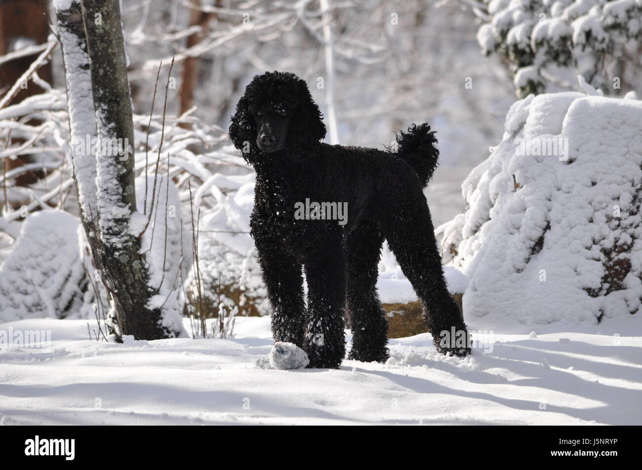 Black poodle in the snow Stock Photo