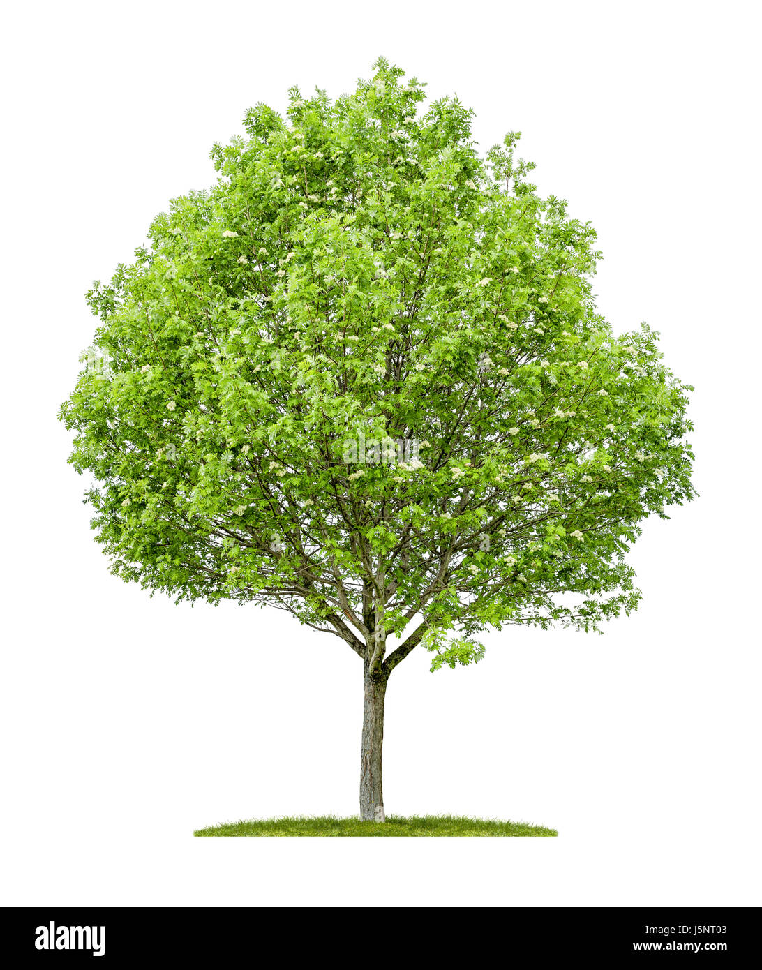An isolated service tree on a white background Stock Photo