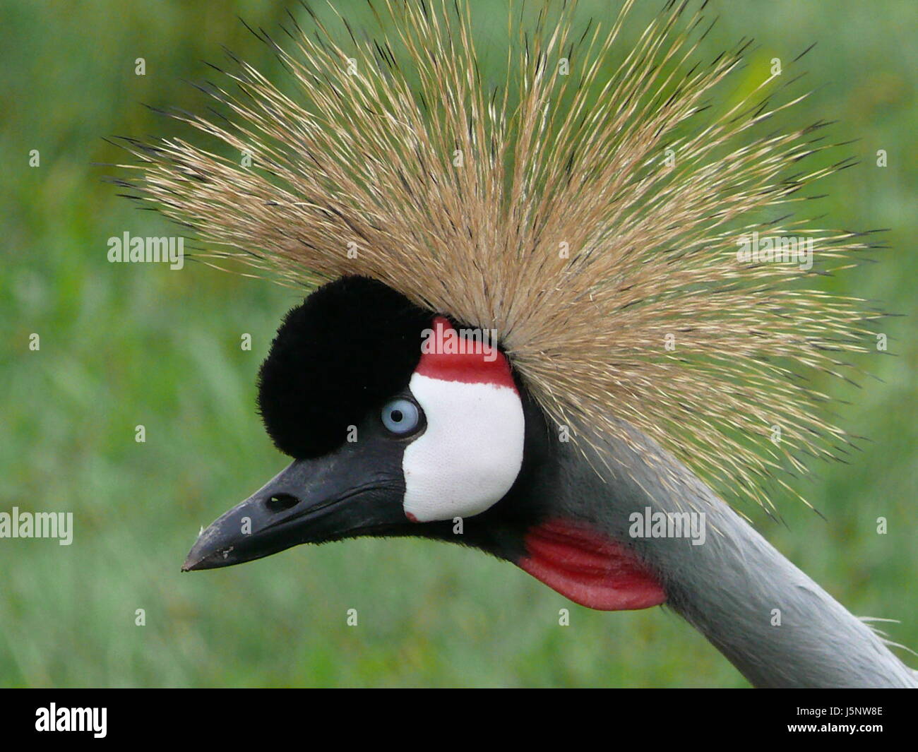 crowned crane Stock Photo