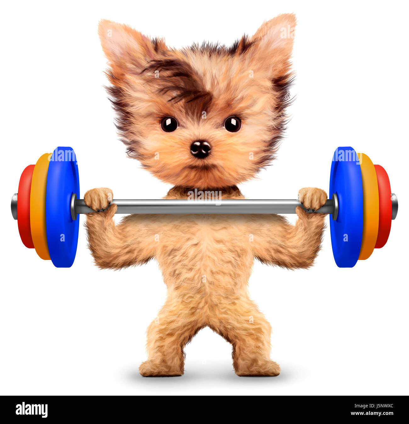 Funny dog training with barbell in sport gym. Concept of sport and fitness.  Realistic 3D illustration Stock Photo - Alamy