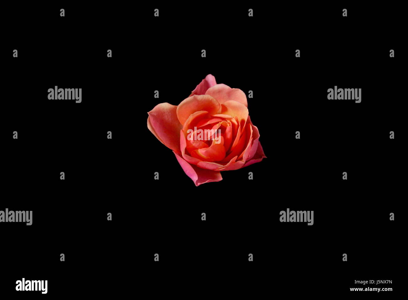 Varigated Pink Rose isolated on black background Stock Photo - Alamy