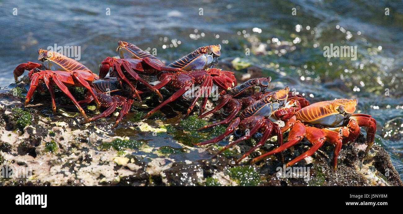 Some red crab sitting on the rocks. The Galapagos Islands. Pacific Ocean. Ecuador. Stock Photo