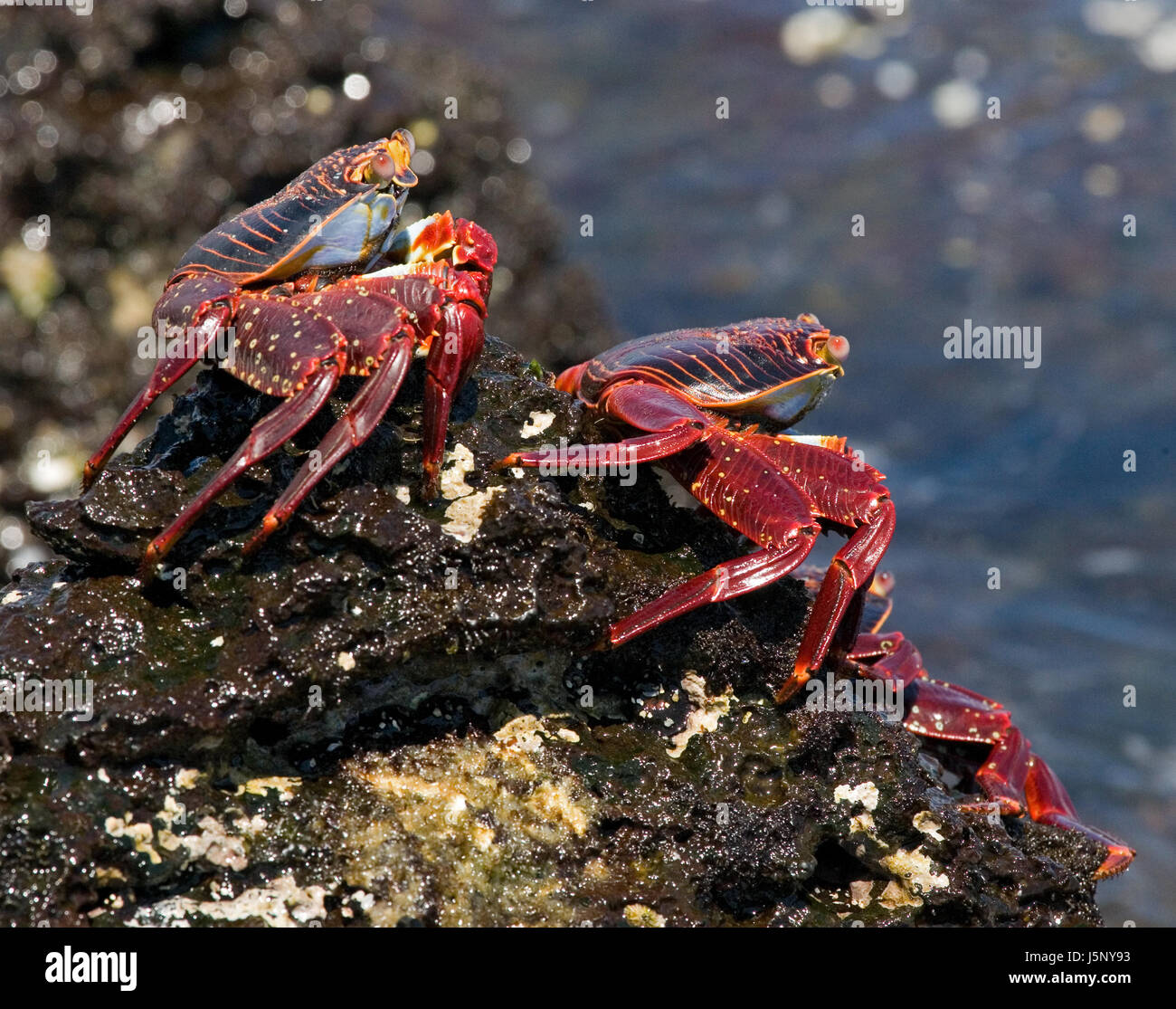 Some red crab sitting on the rocks. The Galapagos Islands. Pacific Ocean. Ecuador. Stock Photo