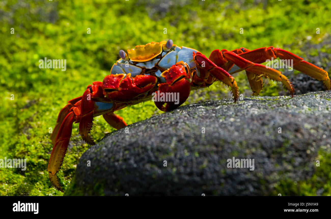 Red crab sitting on the rocks. The Galapagos Islands. Pacific Ocean. Ecuador. Stock Photo