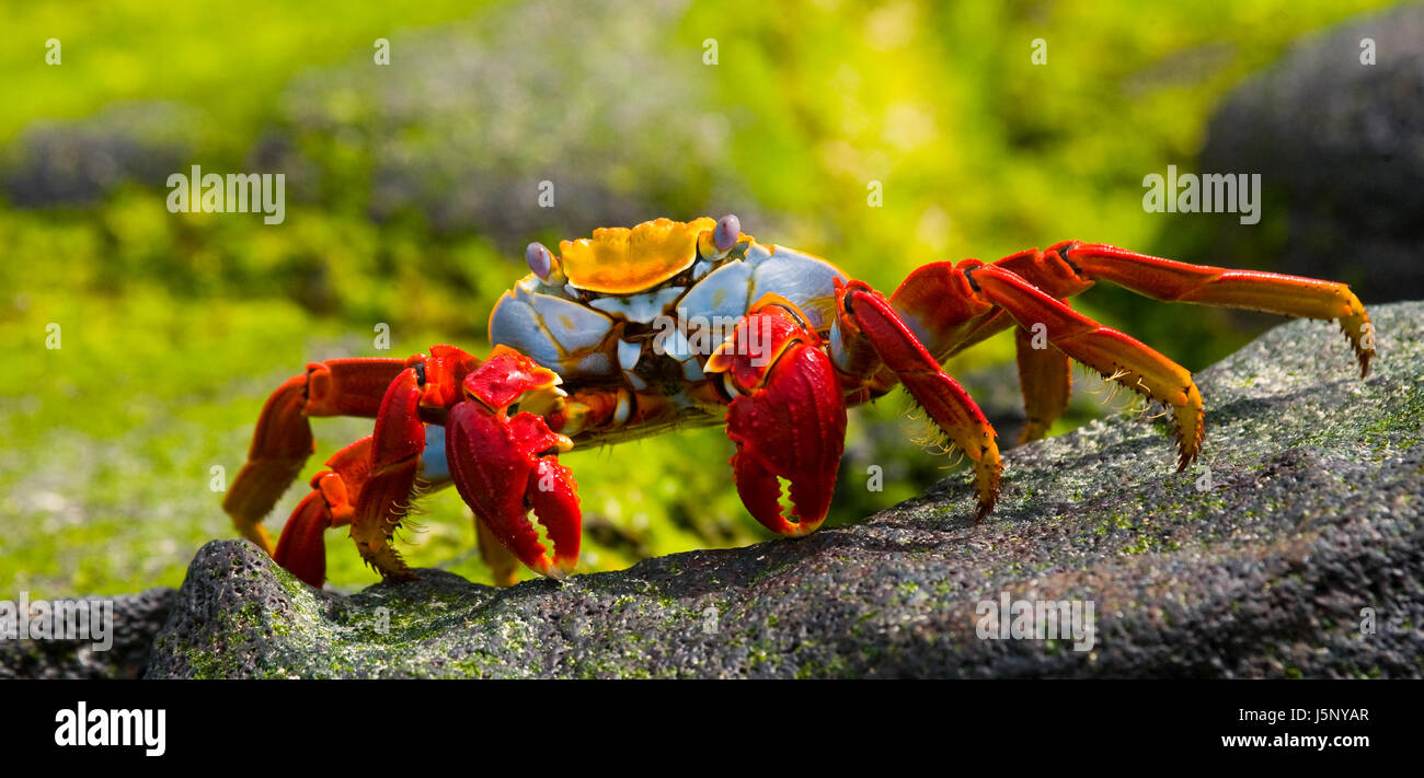 Galapagos hi-res stock photography and images - Alamy