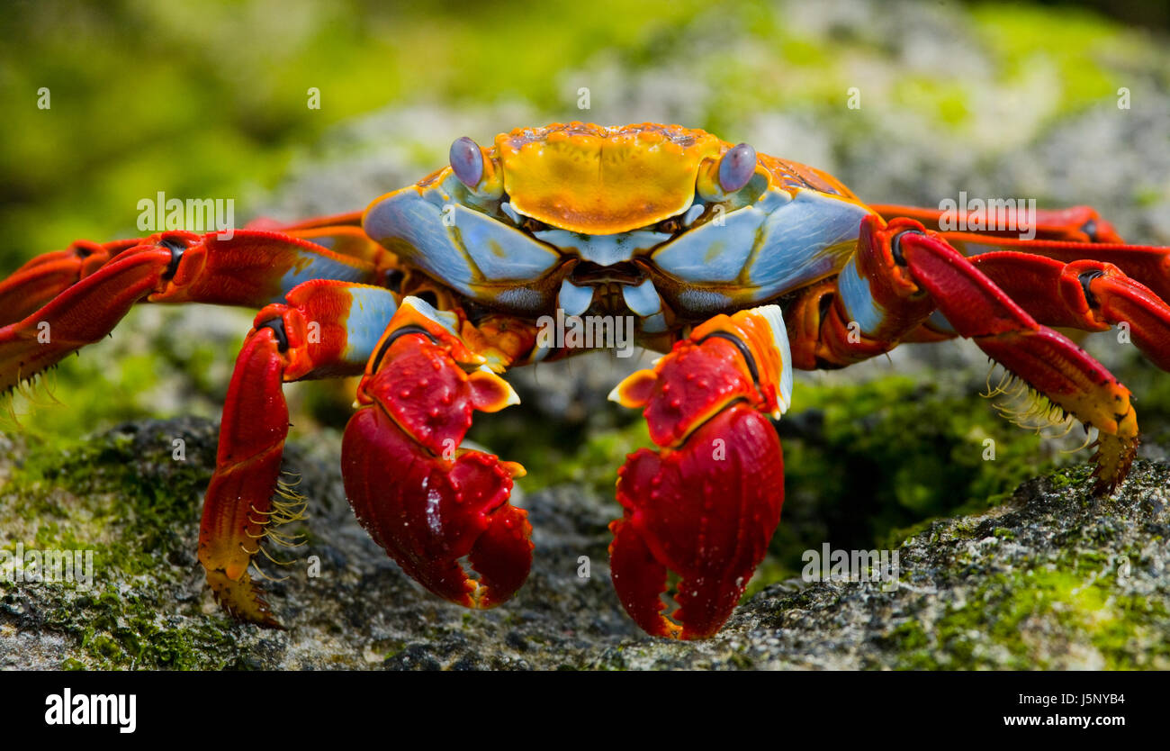 Red crab sitting on the rocks. The Galapagos Islands. Pacific Ocean. Ecuador. Stock Photo