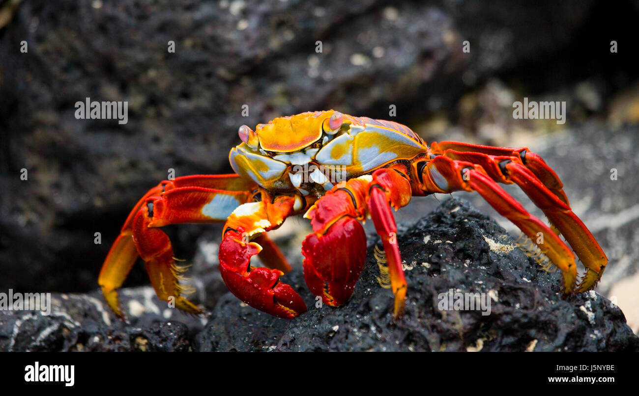 Red crab sitting on the rocks. The Galapagos Islands. Pacific Ocean. Ecuador. Stock Photo