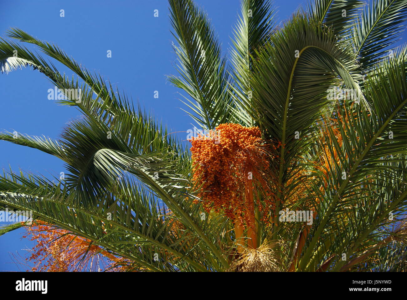 blue green palm tree palm branch fan date palm canary firmament sky