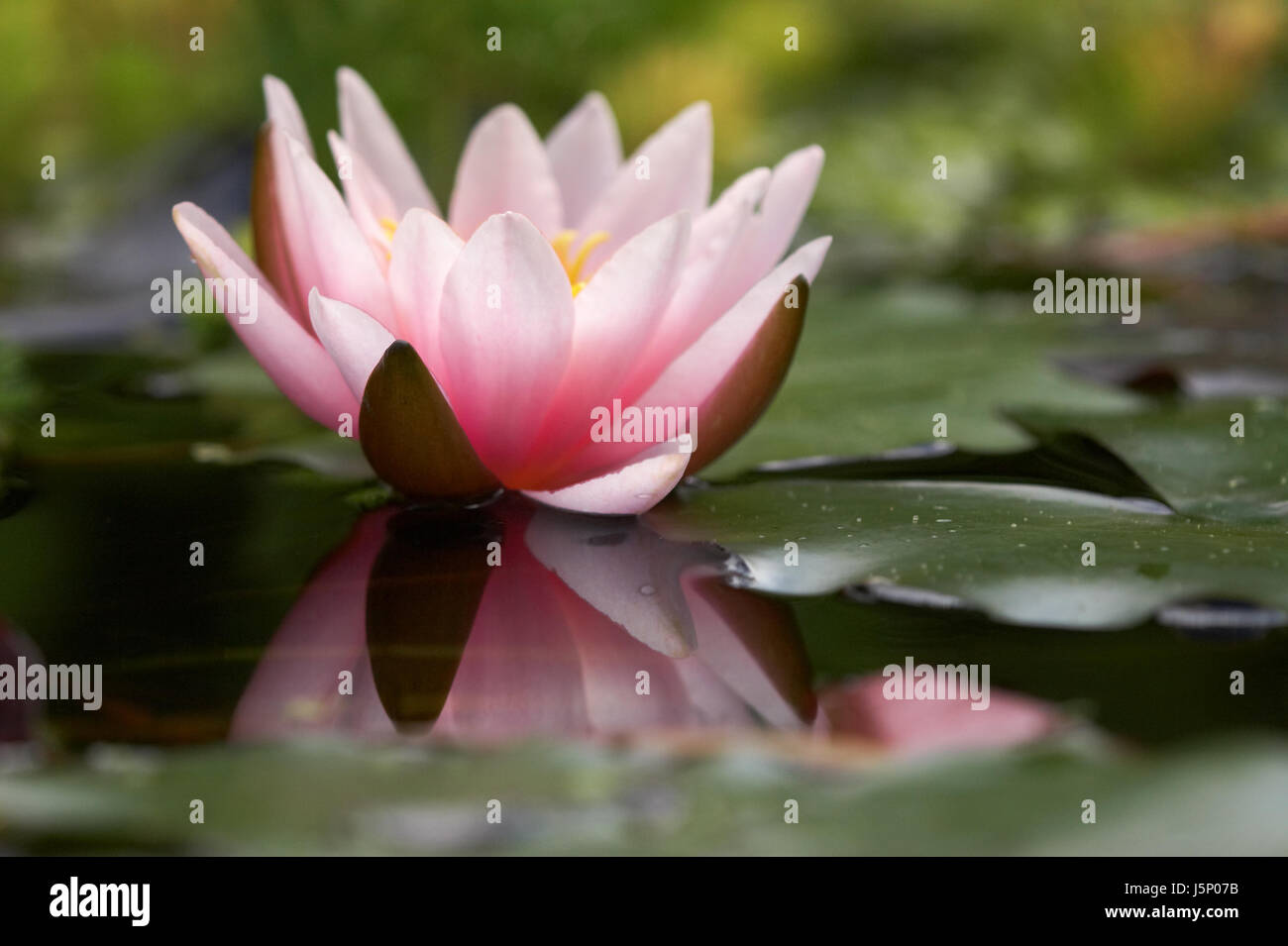 Mirrored Lillies