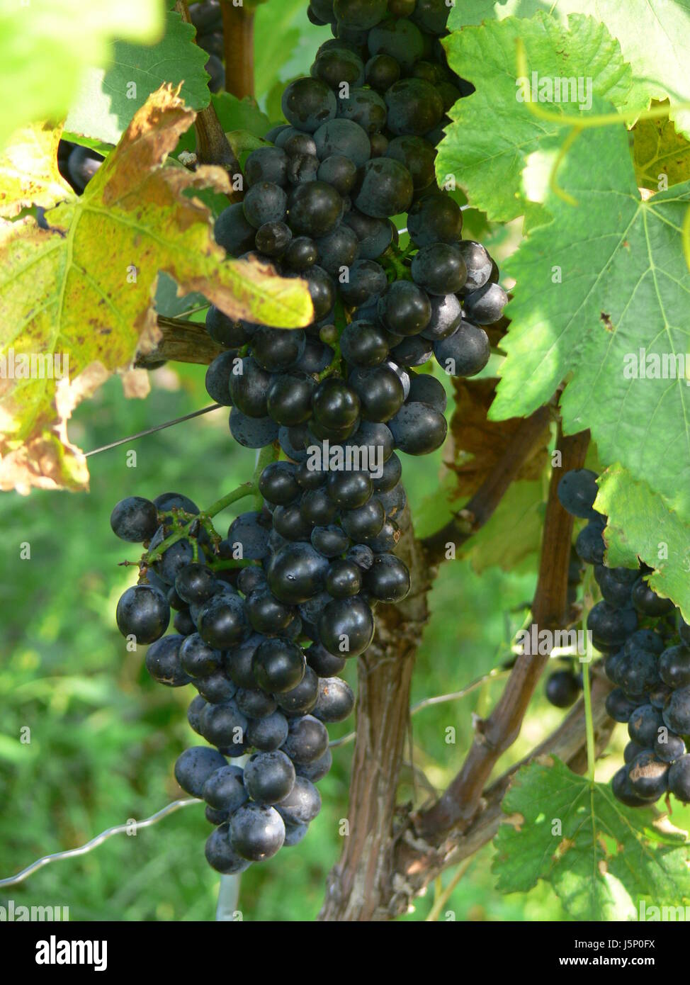 food aliment vineyards grapes wine red wine progenies fruits vineyard fruit Stock Photo