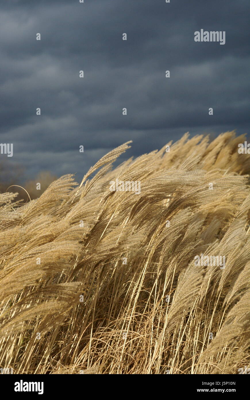 act of god reed thunder-storm cloudy wind force firmament sky storm ...