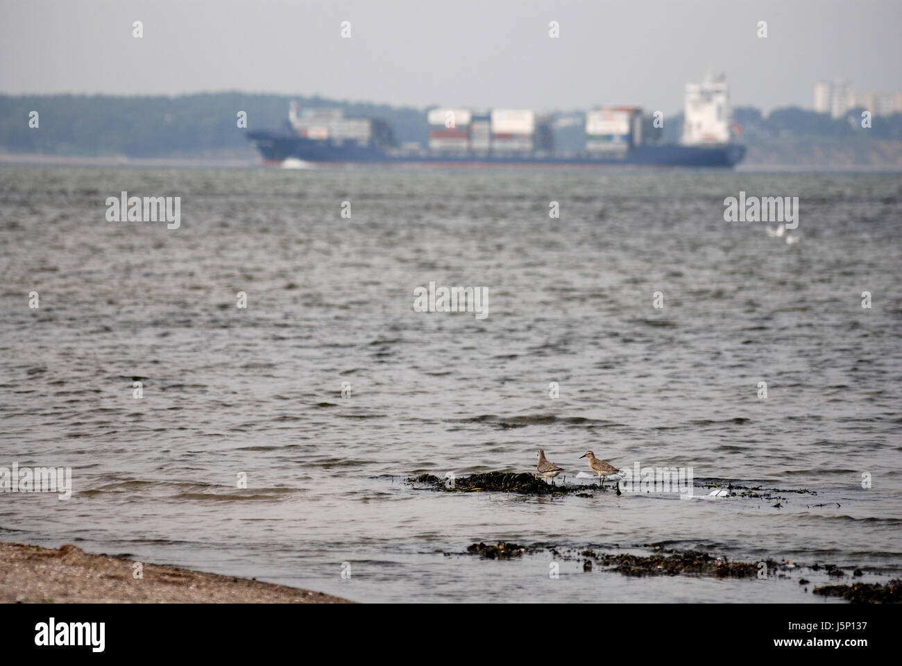 bird container ship water north sea salt water sea ocean birds baltic sea Stock Photo