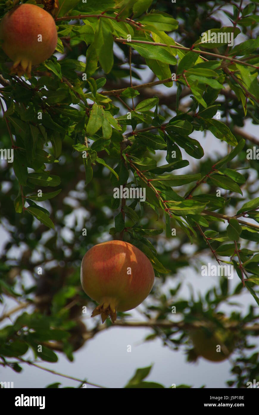 vitamine garden ripe branch fruit cultivation ripeness fruittree