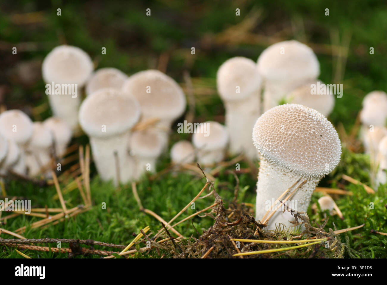 blank european caucasian mushrooms mushroom fungus flaschenbovist bovist Stock Photo